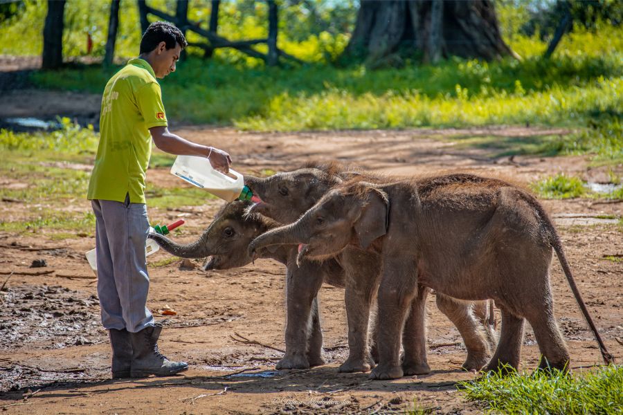 Elephant transit home at Udawalawe national park in Sri Lanka 