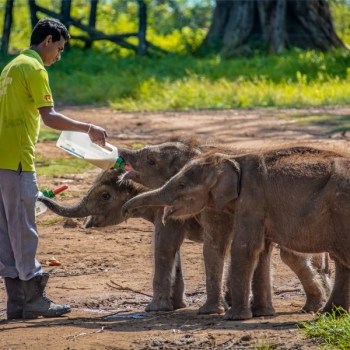 Rehabilitation of Wild Elephant Calves in Sri Lanka: A Journey of Conservation and Coexistence