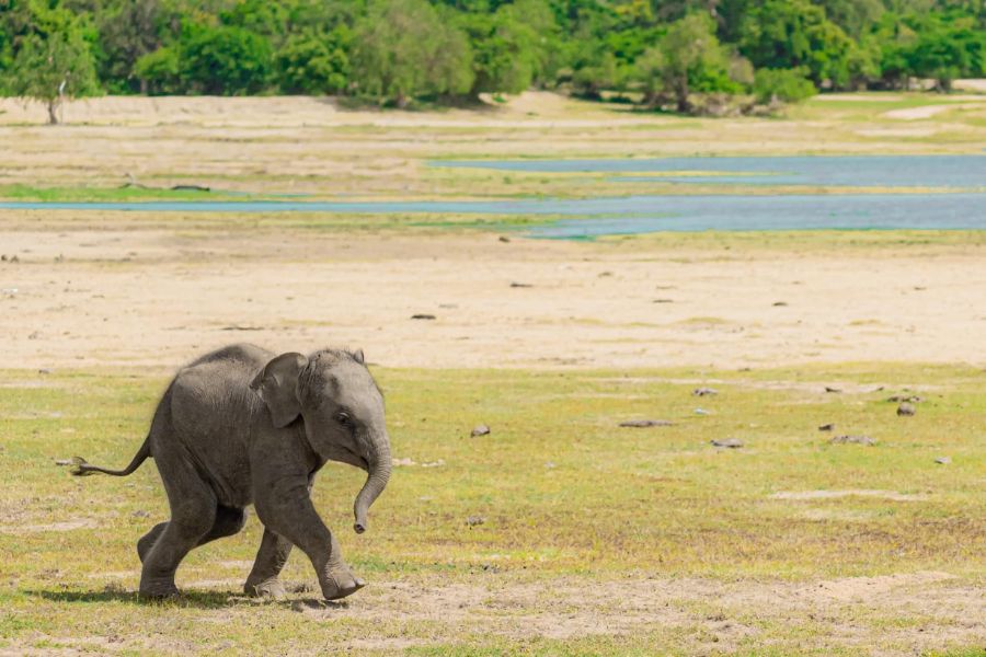 Elephant transit home at Udawalawe national park in Sri Lanka 