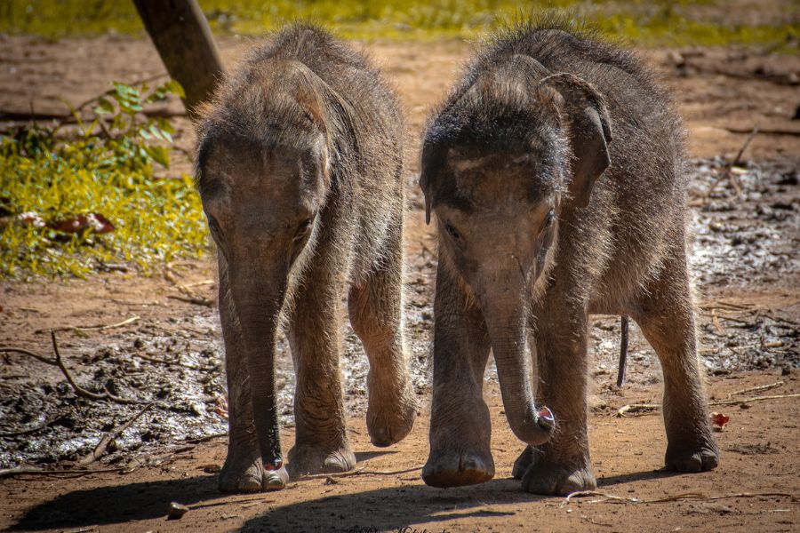 Elephant transit home at Udawalawe national park in Sri Lanka 