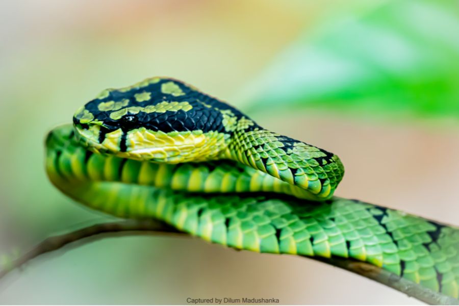 Emerald guardian at the forest 