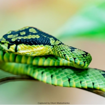 Sri Lanka’s Emerald Guardian of the Forest